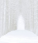 Winter Forest image